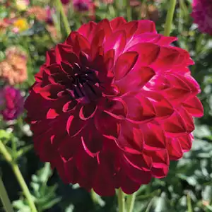 Dahlia Berts Mistake Dahlia Berts Mistake