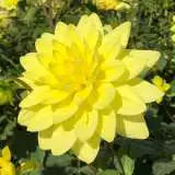 Dahlia Kens Gold Pkdahkgo - Garden Express Australia