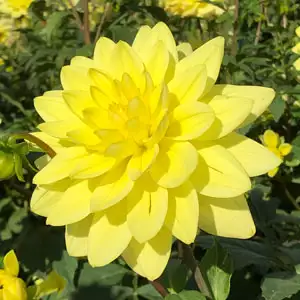 Dahlia Kens Gold