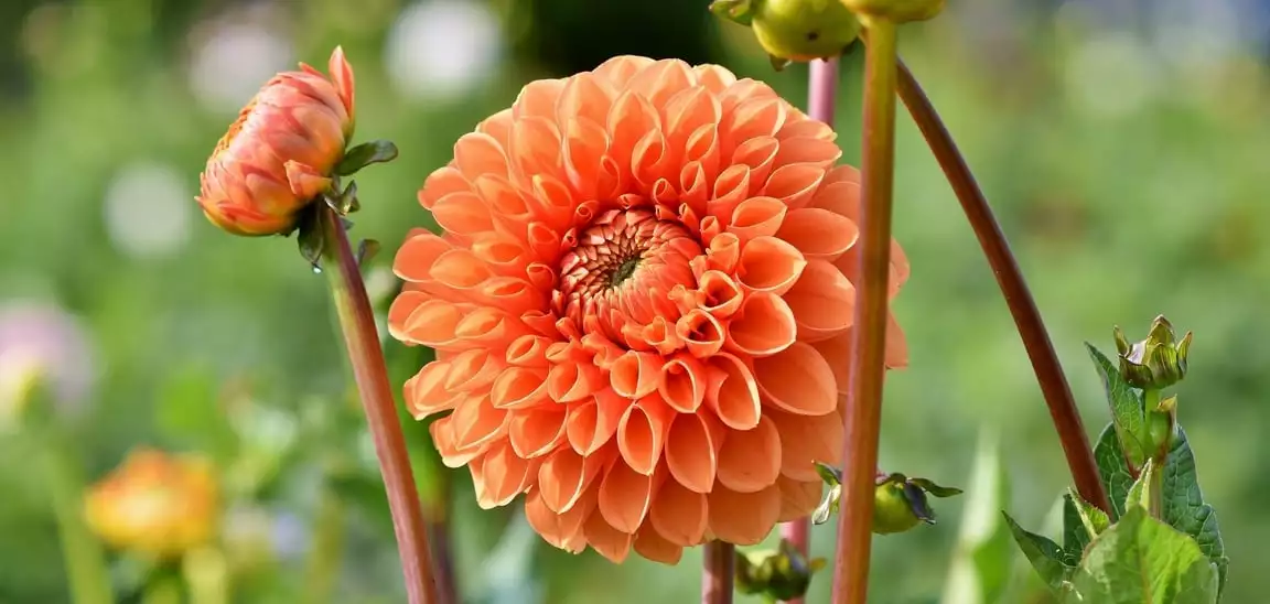 Guide To Planting And Growing Dahlias Dahlia Orange - Garden Express Australia