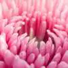 9 Types of Dahlias Dahlia Pink - Garden Express Australia