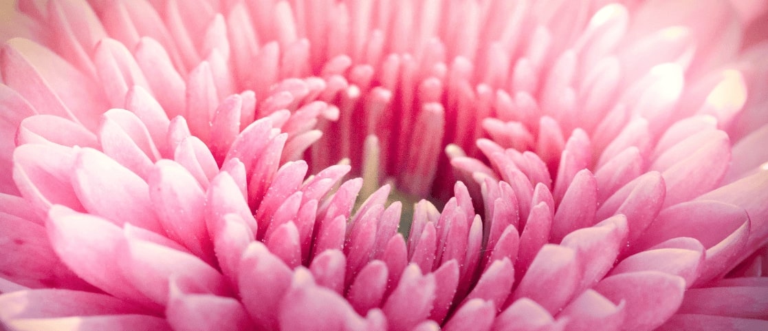 Dahlia Pink - Garden Express Australia