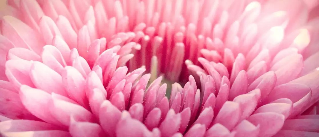 9 Types Of Dahlias Dahlia Pink - Garden Express Australia