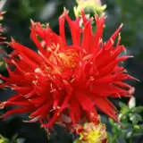 Dahlia Show N Tell Pkdahsnt New - Garden Express Australia