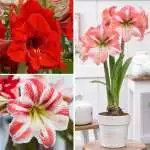 What Should I Do With My Amaryllis After It Blooms? Gurus Hippeastrum Coll Colgurhip - Garden Express Australia