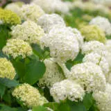 Hydrangea Annabelle P75hydann - Garden Express Australia