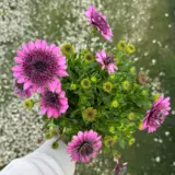 Osteospermum 3d Purple Osteospermum 3d Purple