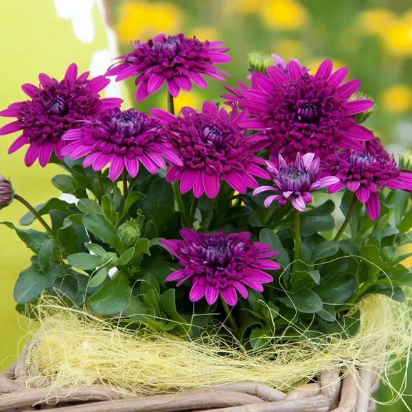 Osteospermum 3d Purple