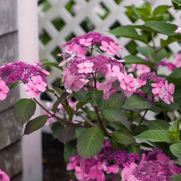 Hydrangea Endless Summer Twist N Shout (pbr) Hydrangea Endless Summer Twist N Shout (pbr)