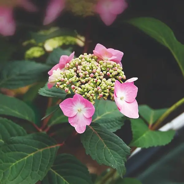 Hydrangea Endless Summer Twist N Shout (pbr) Hydrangea Endless Summer Twist N Shout (pbr)