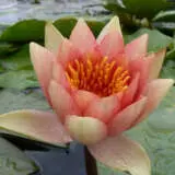 Water Lily David 2024 Pkwlidav - Garden Express Australia