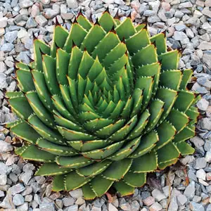 Colourful Foliage Plants For Your Garden Aloe Polyphylla Spiral Aloe Pplalopol - Garden Express Australia