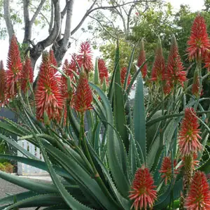 Aloe Super Red Tm