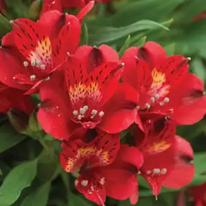 Alstroemeria Growing Guide Alstroemeria Inca Fire Pplalsifi - Garden Express Australia