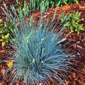 Blue Fescue Elijah Blue 50mm