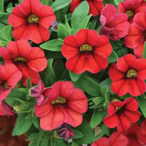 Calibrachoa Growing Guide Calibrachoa Conga Red Lpocalcre - Garden Express Australia