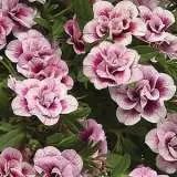 Calibrachoa Minifamous Double Pinktastic Calibrachoa Minifamous Double Pinktastic