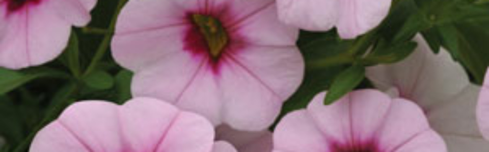 Calibrachoa Minifamous Light Pink Eye Lpocalmlp - Garden Express Australia