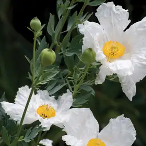 Californian Tree Poppy Growing Guide California Tree Poppy Pplcaltpo - Garden Express Australia