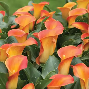 Calla Lily Growing Guide Calla Picante Pkccapic - Garden Express Australia