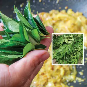 Curry Leaf Tree Growing Guide Curry Leaf Tree Pplcurtre - Garden Express Australia