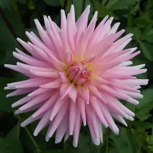 9 Types Of Dahlias Dahlia Rose Fletcher 14 - Garden Express Australia