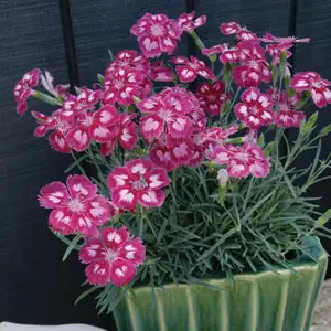 Cyclamen Growing Guide Dianthus Angel Of Desire Lpodiaaod - Garden Express Australia