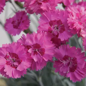 Cyclamen Growing Guide Dianthus Angel Of Grace Lpodiaaog - Garden Express Australia