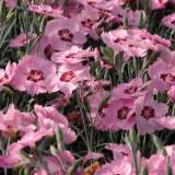 Dianthus Angel Of Peace