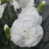 Dianthus Angel Of Purity