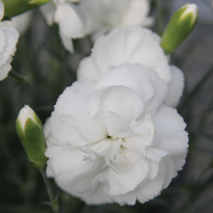 Dianthus Angel Of Purity