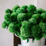 Dianthus Green Trick Ppldiagtr - Garden Express Australia