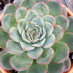 Dichondra Repens Growing Guide Echeveria Hercules Pplechher - Garden Express Australia