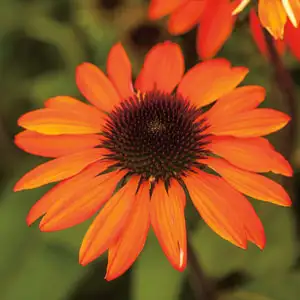 Cyclamen Growing Guide Echinacea Sombrero Adobe Pplechsad - Garden Express Australia