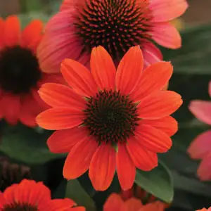 Cyclamen Growing Guide Echinacea Sombrero Hot Coral Pplechshc - Garden Express Australia