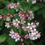 Escallonia Appleblossom Lpoescabl - Garden Express Australia