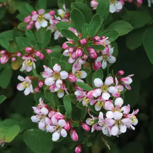 Escallonia Apple Blossom