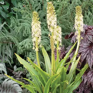 Pineapple Lily Growing Guide Eucomis Glow Sticks Lpoeucgst - Garden Express Australia
