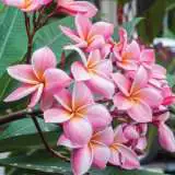 Frangipani Black Jacks Sister Pplfrabjs - Garden Express Australia