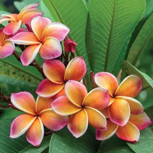 Cyclamen Growing Guide Frangipani Darwin Monsoon 2019 Pplfradmo - Garden Express Australia