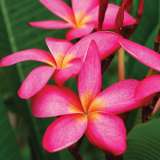 Frangipani Darwin Pink Beauty Pplfradpb - Garden Express Australia