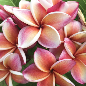 Frangipani George Brown Garden Express