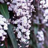 Hardenbergia Free N Easy Lpoharfae - Garden Express Australia