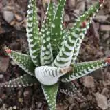 Haworthia