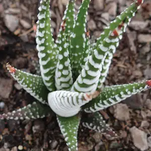 Cyclamen Growing Guide Haworthia Wide Zebra Lpohawwze - Garden Express Australia