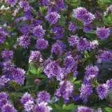 Hebe Heebie Jeebies Lpohebhje - Garden Express Australia