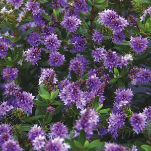 Dichondra Repens Growing Guide Hebe Heebie Jeebies Lpohebhje - Garden Express Australia