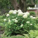 Hydrangea Annabelle 19 Lpohydann - Garden Express Australia