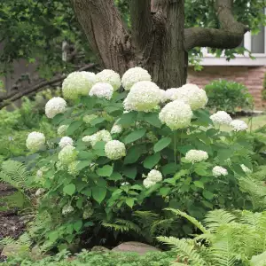 Hydrangea Annabelle