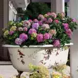 Hydrangea Endless Summer Bloomstruck - Garden Express Australia